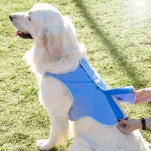 Gilet rinfrescante per cani di grossa taglia