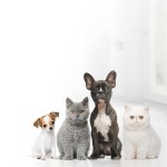 Tierische Produkte